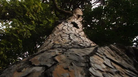 Huge old pine with a green crown and beautiful bark Stock Footage 99780355