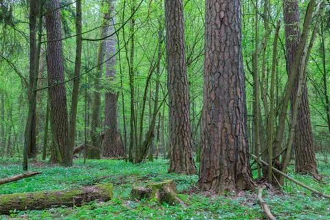 Huge old pine trees in spring among juvenile hornbeam, Bialowieza Forest, Pol Stock Photos