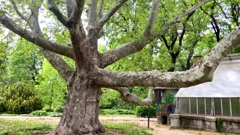 Huge old platan. This platan is 156 years old. Stock Footage 244564017