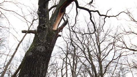 Huge old tree with broken branch after the storm Stock Footage 120649305