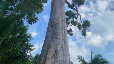 Huge old tree grows on the island of Phangan. Stock Footage 230083381