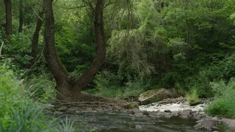 A huge old tree grows near the bank of a bubbling mountain river, Serbia, Temska 動画素材 236704688