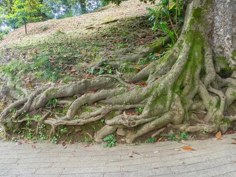 A huge old tree with intertwining roots. Powerful root system. Root pattern.  Stock Photos