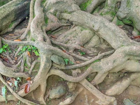 A huge old tree with intertwining roots. Powerful root system. Root pattern.  Stock Photos