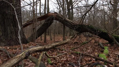 Huge old tree with a large broken branch after hurricane Stock Footage 120649345