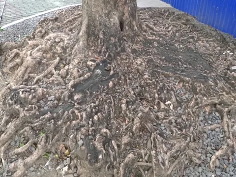 Huge Old Tree Roots Planted in the Middle of Cemented Ground Stock Footage 242673105