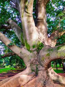 Huge old tree stem with many branches Stock-Fotos