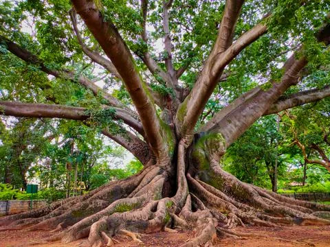 Huge old tree stem with many branches Stock-Fotos