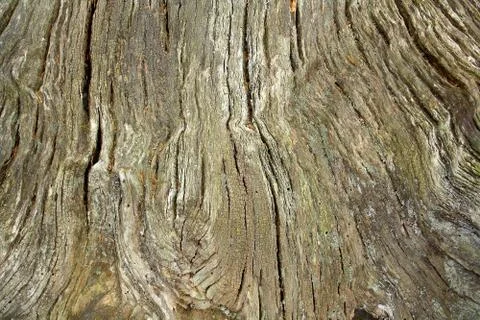 Huge old tree trunk as background Stock Photos