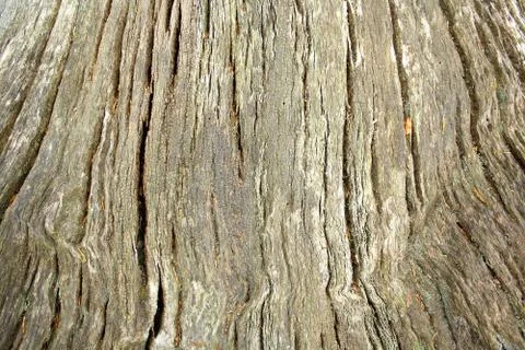 Huge old tree trunk as background Stock Photos