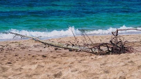 Huge old tree trunk carried to the beach after a storm Stock Footage 126788297