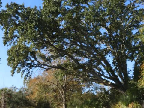 Huge overhanging Tree Foto stock