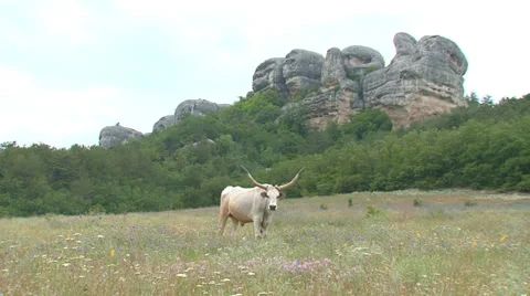 Huge ox Stock Footage 31814212