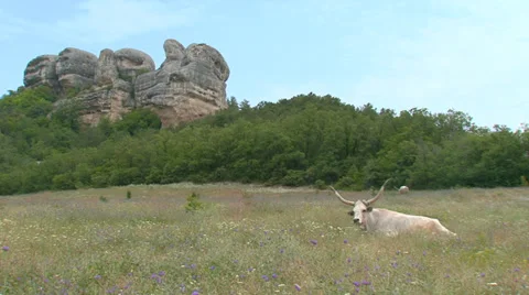 Huge ox  on pasture Stock Footage 31814082