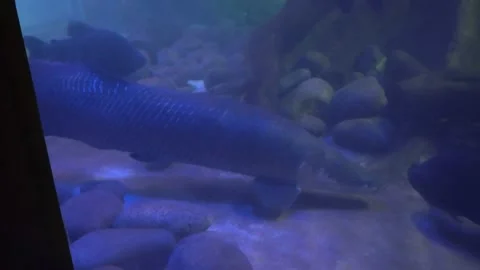 A huge paiche fish swimming between several paco fish and stones and a huge tree Stock Footage 158272602