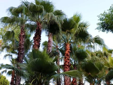 Huge palm trees Stock Photos