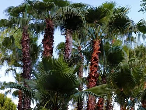 Huge palm trees 스톡 사진