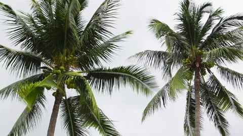 Huge palm trees sway in wind. Stock Footage 293767278