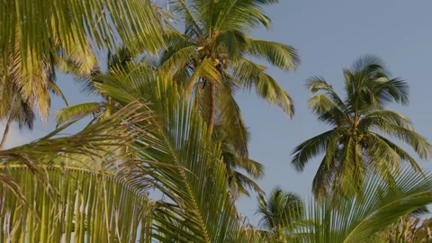 Huge palm trees, tropical trees on the beach with sunny weather and blue sky Stock Footage 254666541