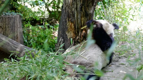 Huge panda a bear Stock Footage 34962390