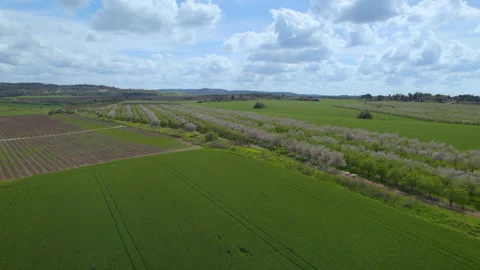 Huge parallax over a huge flat area with blooming almond trees and Vídeo Stock 268774344