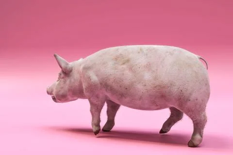 Huge pig Stock Illustration