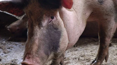 A huge pig walks through a pigsty, looks into the camera and approaches it Stock Footage 94393754