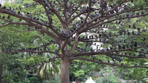 Huge pigeon flock on tree branches full of birds Stock Footage 247107392