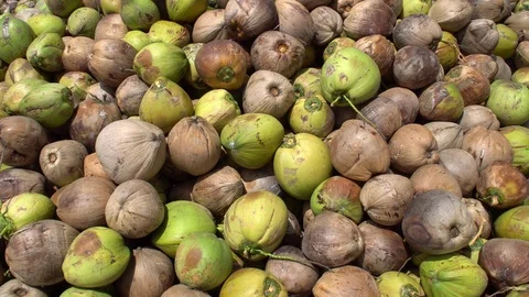 Huge Pile of Coconuts Lying under Palm Trees Stock Footage 91894418