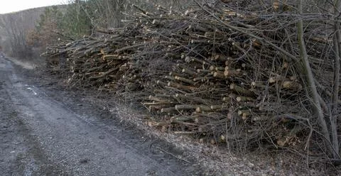 A huge pile of cut down tree branches in the forest. A heap of cut twigs . Stock Photos