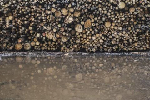 Huge pile of cut trees is reflected in a large puddle Stock Photos