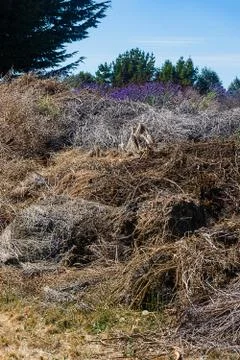 Huge pile of decomposing green refuse in compost pile Stock Photos