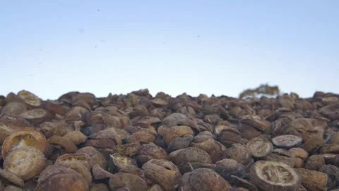 Huge pile of decomposing organic material with flies passing by Stock Footage 255833811