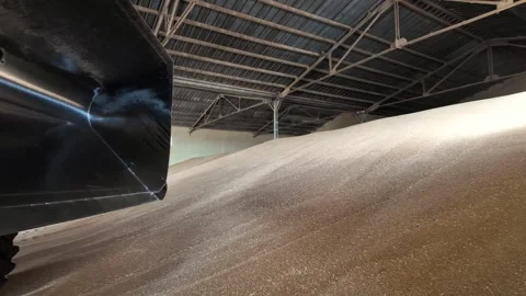 Huge pile of harvested wheat grains inside a large agricultural warehouse. Stock Footage 331231553