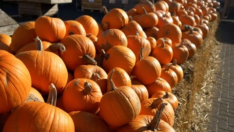 Huge Pile Of Pumpkins Stock Footage 99259706