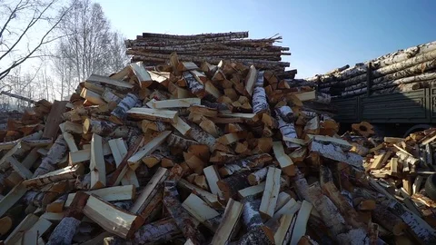 Huge piles of long birch stems with bark on woodworking company Stock Footage 81664079