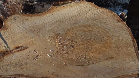 Huge piles of long birch stems with bark on woodworking company Stock Footage 81664266