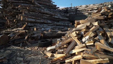 Huge piles of long birch stems with bark on woodworking company Stock Footage 81664317