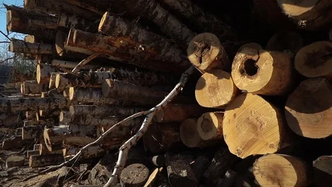 Huge piles of long birch stems with bark on woodworking company Stock Footage 81664323