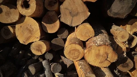 Huge piles of long birch stems with bark on woodworking company Stock Footage 81664420