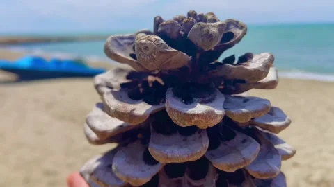 Huge pine cone in hand against the backdrop of the blue sea Video stock 248077105