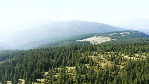 Huge Pine, Conifer Forest in The Mountain of Pohorje, Rogla Region. Stock-Footage 221812178