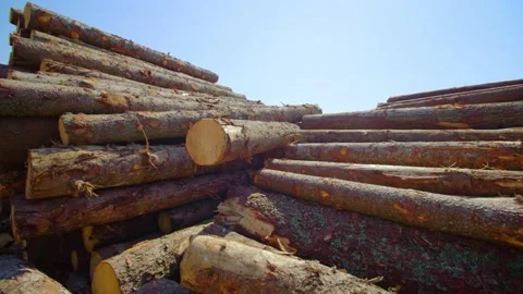 Huge pine log stacks in sawmill yard at forest on sunny day Vídeo Stock 163081034