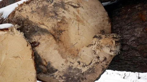 Huge pine logs near forest close up at wintertime Stock Footage 103459628