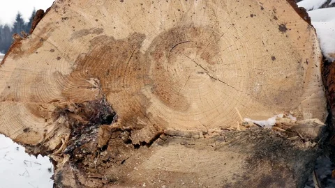 Huge pine logs near forest close up at wintertime Stock Footage 103459669