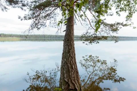 Huge pine over lake Stock Photos