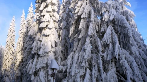 Huge pine tree covered with big snow Stock Footage 100698324