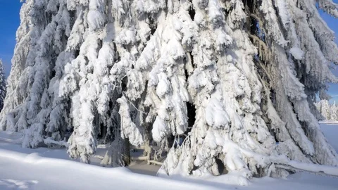 Huge pine tree covered with big snow Stock Footage 100698889