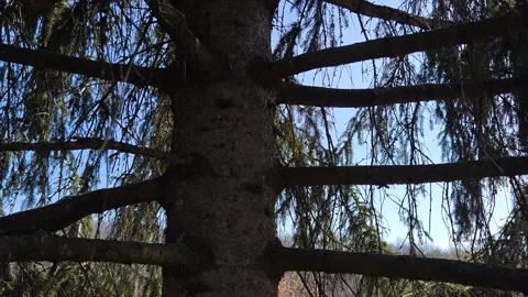 A huge pine tree with dense branches in the forest Stock-Footage 330638654