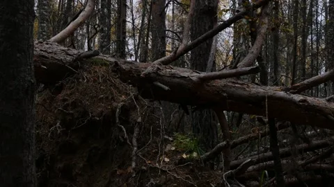 A huge pine tree fell from a storm in the taiga. Stock Footage 295703030